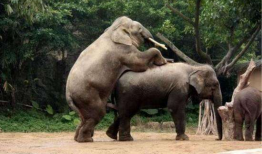 动物性爱视频,一场自然界的爱恋盛宴